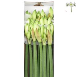 Amaryllis Krt.weiss Christmas X15