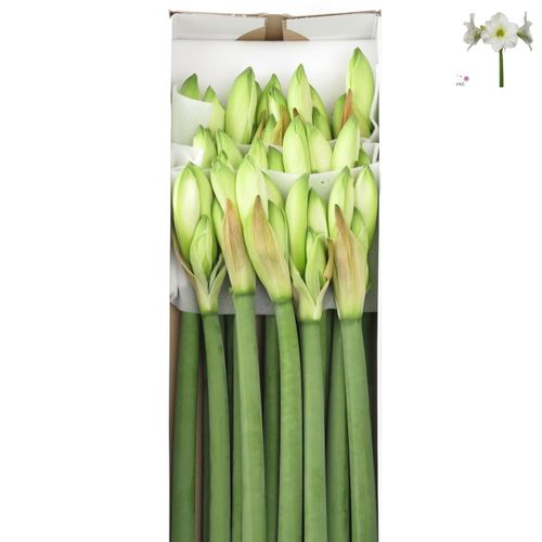 Amaryllis Krt.weiss Christmas X15