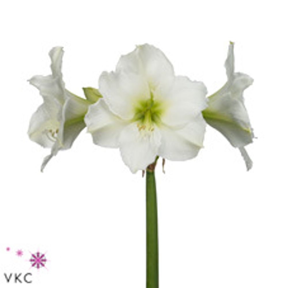 Amaryllis Krt.weiss Christmas X15