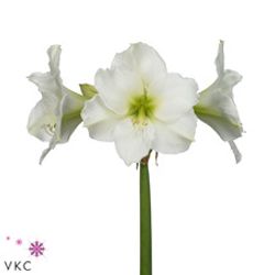 Amaryllis Krt.weiss Christmas X15