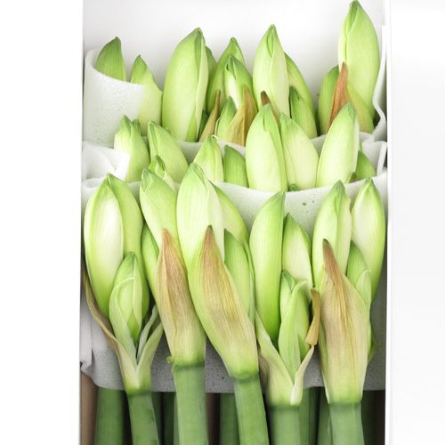 Amaryllis Krt.weiss Christmas X15