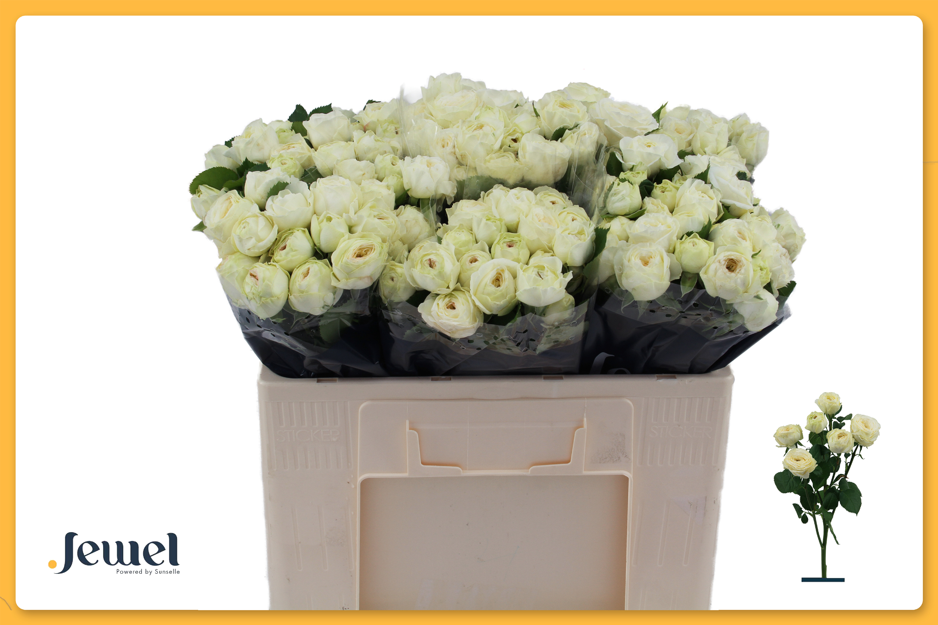 Rose verzweigt creme/weiss Sno Trendsetter 5+Blüte 50c