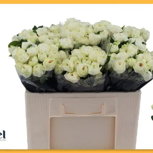 Rose verzweigt creme/weiss Sno Trendsetter 5+Blüte 50c