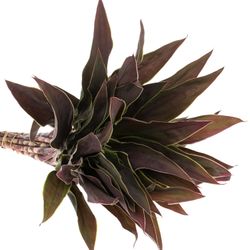 Cordyline rot/grün Top Cappuchino 40cm