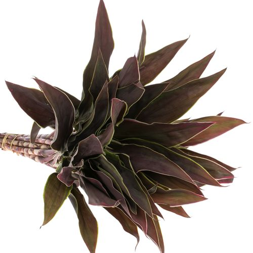Cordyline rot/grün Top Cappuchino 40cm