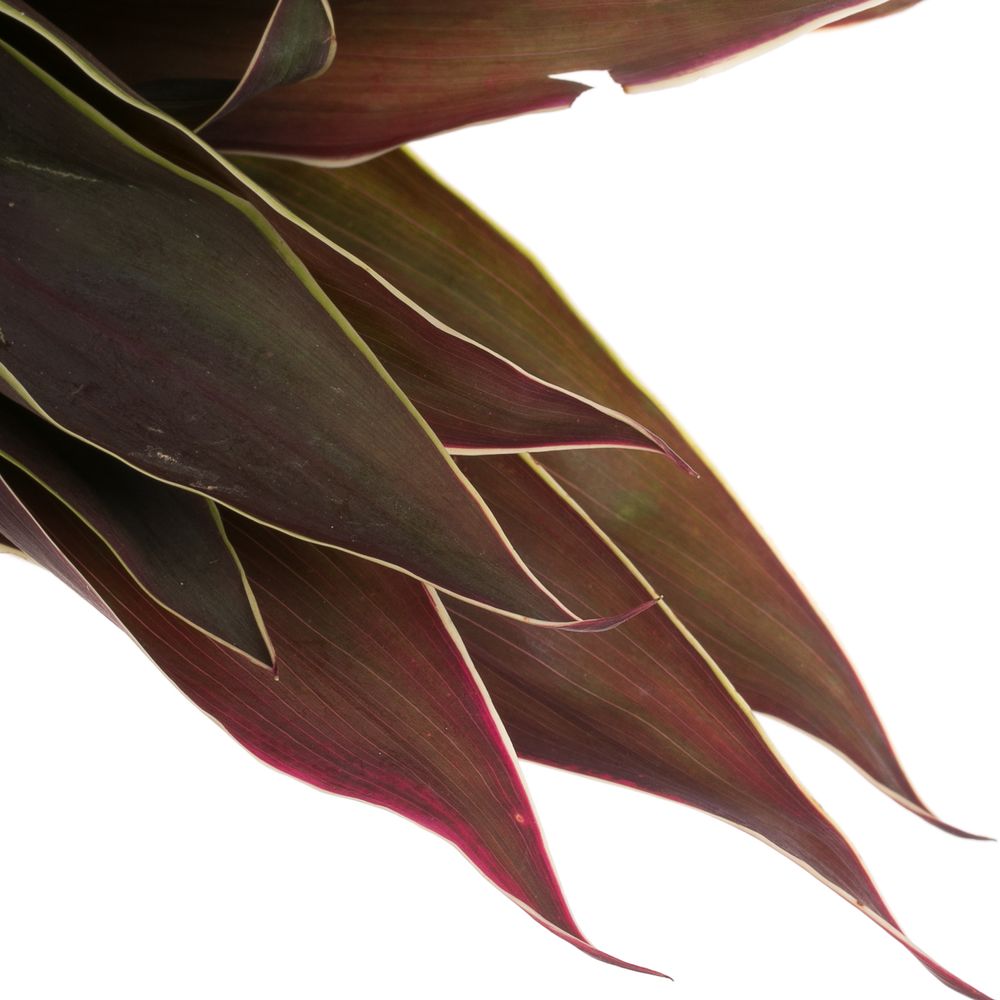 Cordyline rot/grün Top Cappuchino 40cm