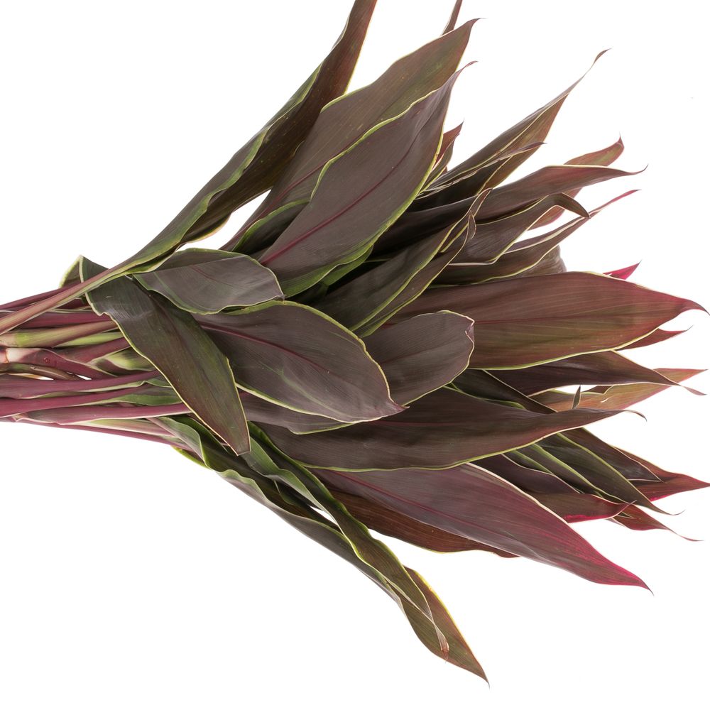 Cordyline rot/grün Top Cappuchino 40cm