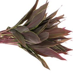 Cordyline rot/grün Top Cappuchino 40cm