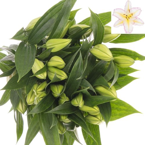 Lilie orientalisch creme Tricolore 5+Blüte 95cm