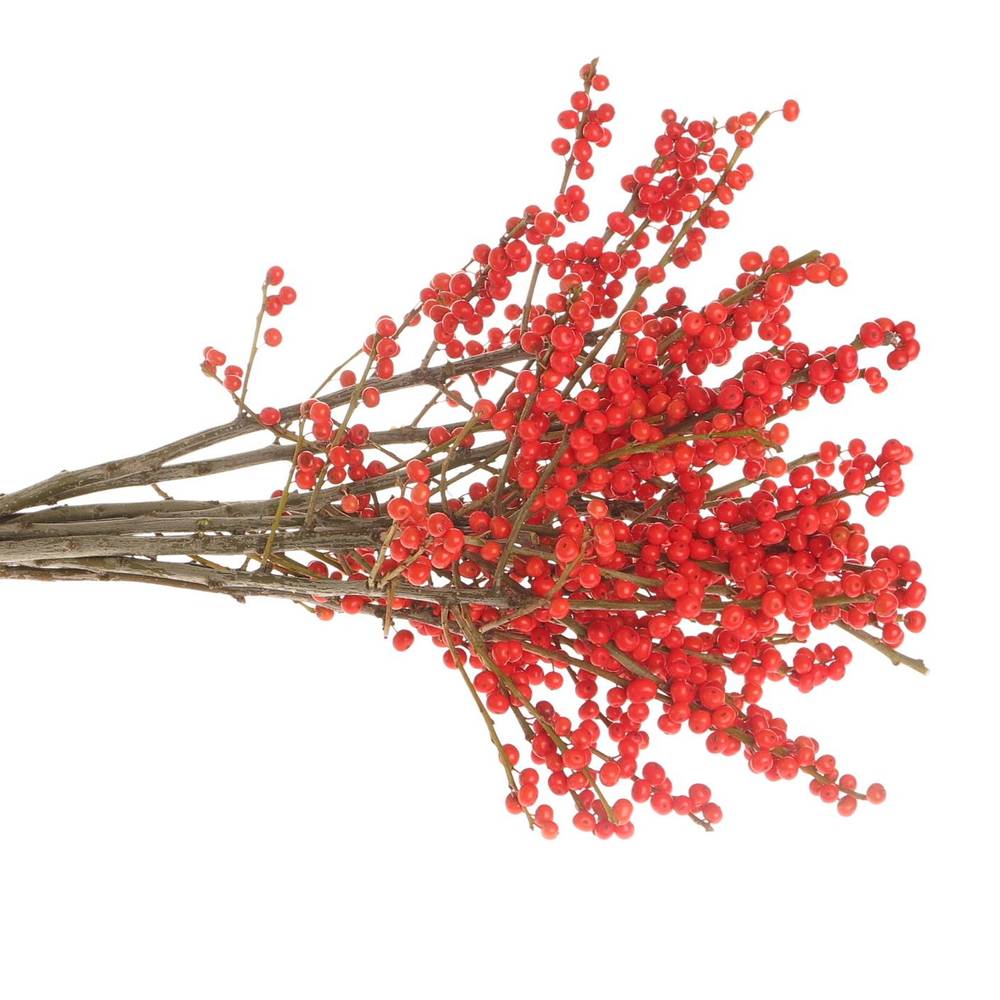 Ilex rot 55cm