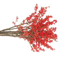 Ilex rot 55cm