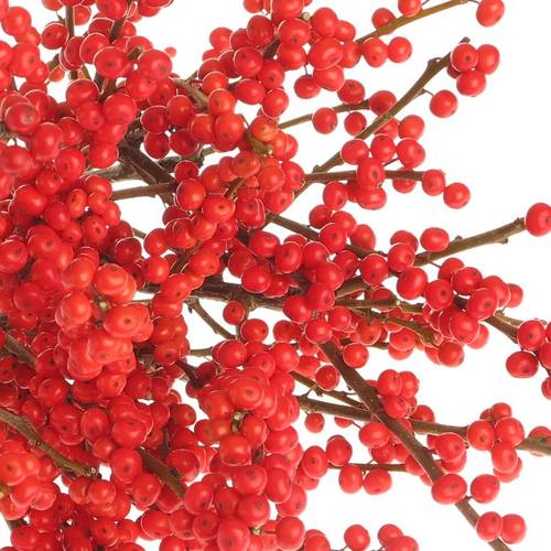 Ilex rot 55cm