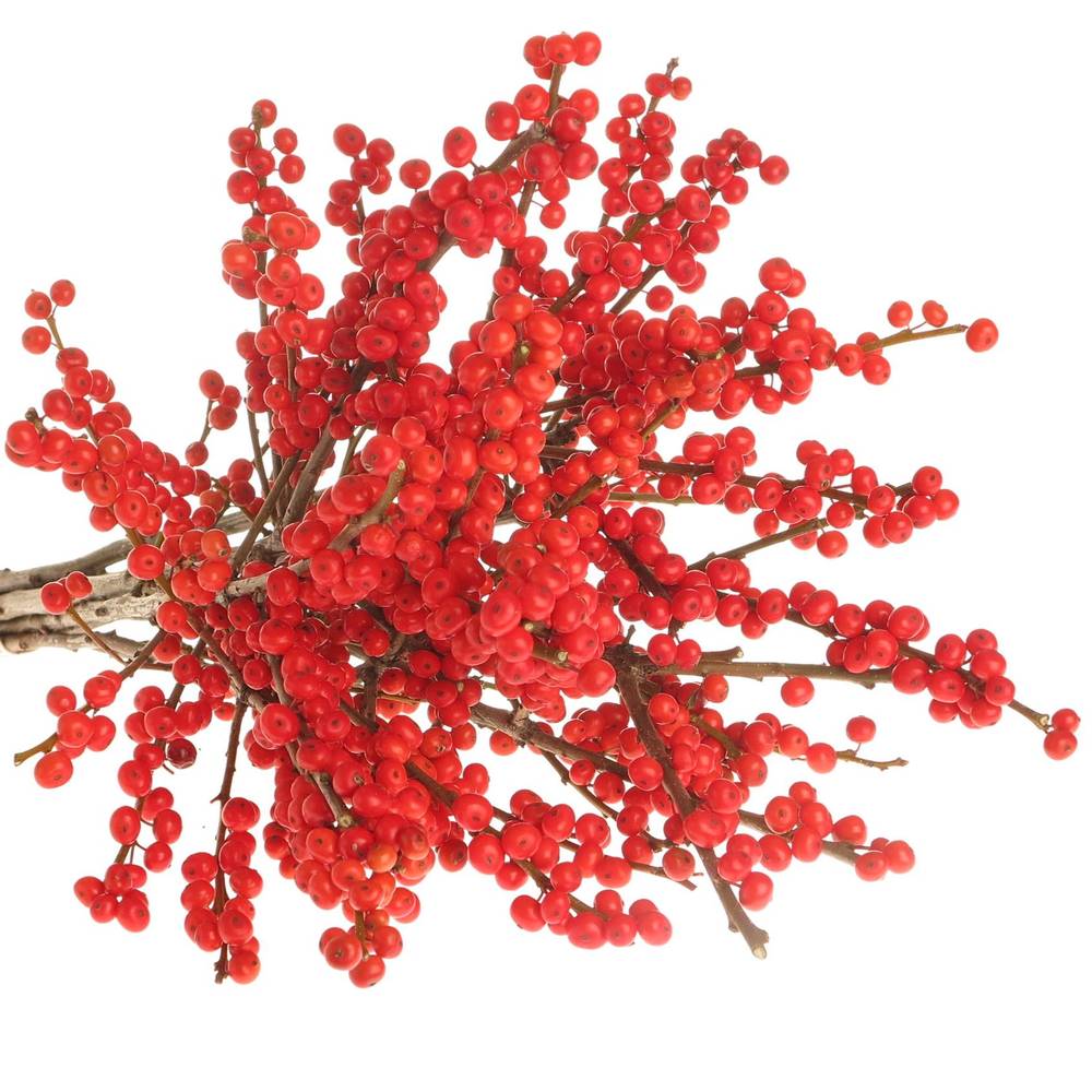Ilex rot 55cm