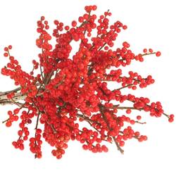 Ilex rot 55cm
