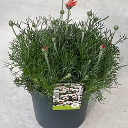 Rhodanthemum orange Zagora T17 H030