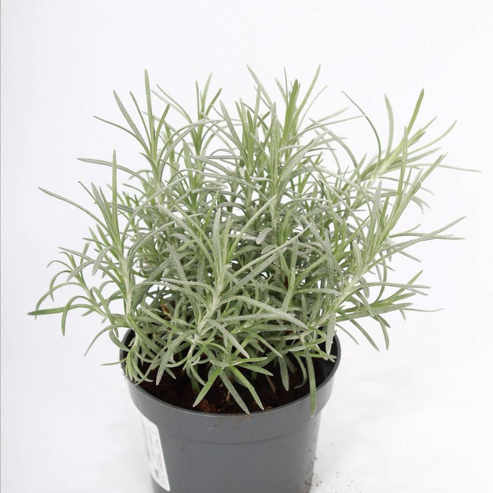 Helichrysum Italicum T10,5 H022