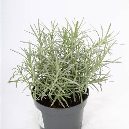 Helichrysum Italicum T10,5 H022