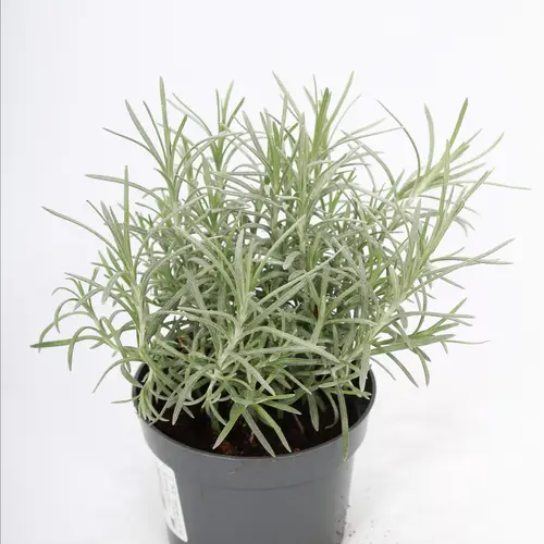 Helichrysum Italicum T10,5 H022