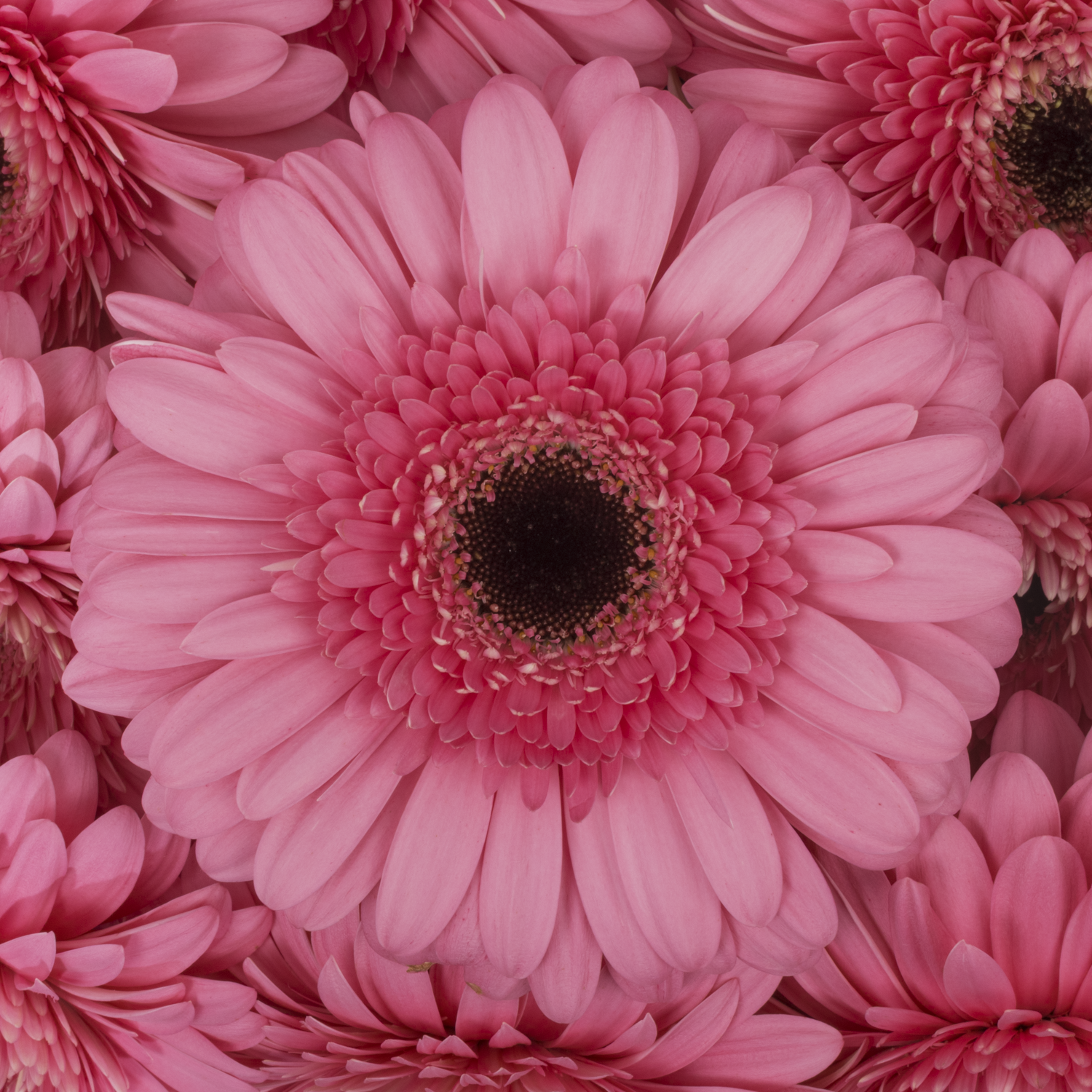 Gerbera rosa Peppa