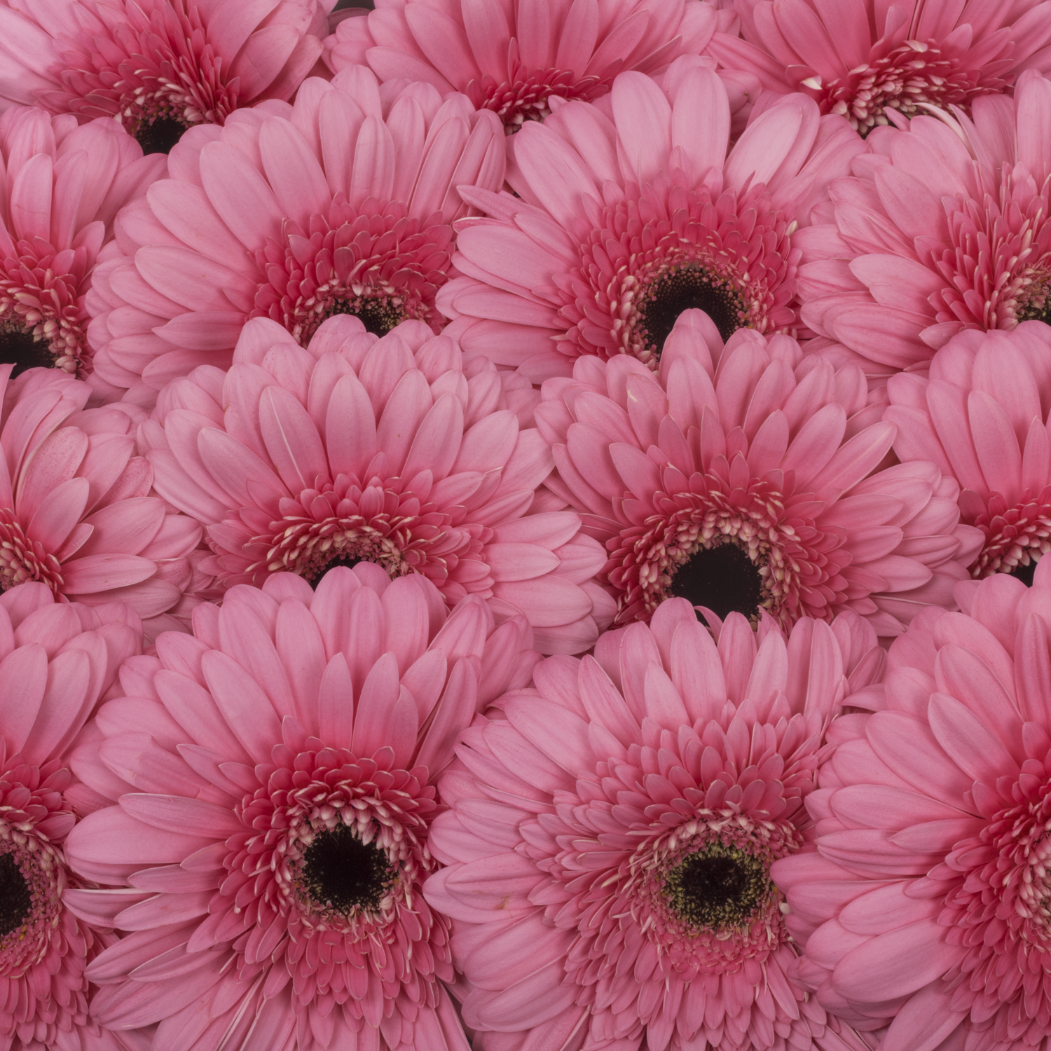 Gerbera rosa Peppa