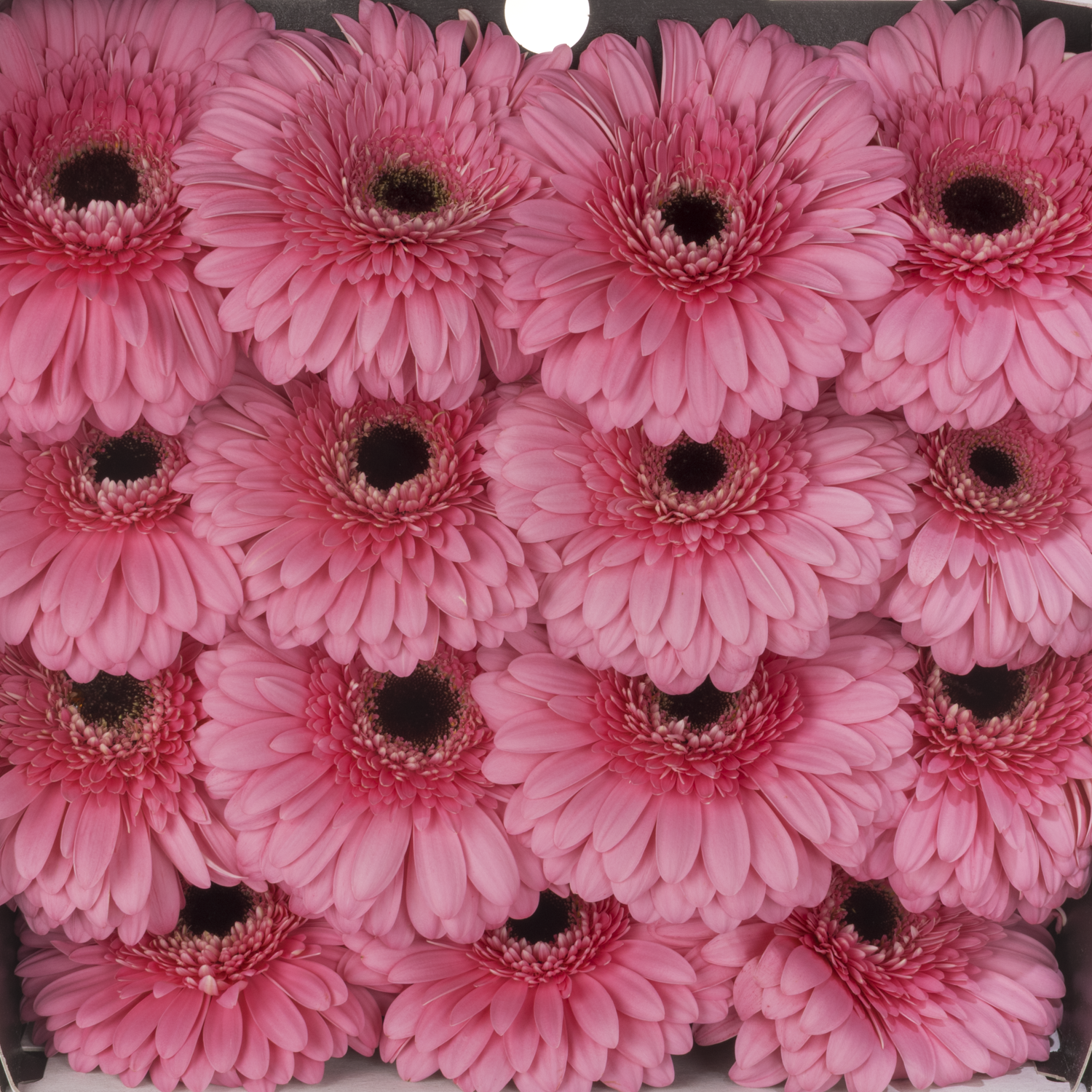 Gerbera rosa Peppa