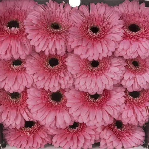 Gerbera rosa Peppa