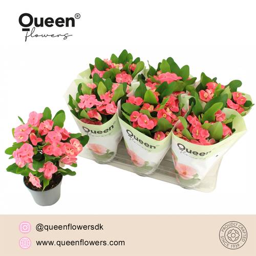 Euphorbia rosa Tiara Charlotte Queen T14 H024