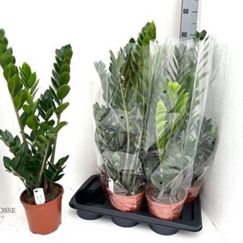 Zamioculcas Schnapch. von Uhr T17 H060