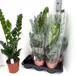Zamioculcas Schnapch. von Uhr T17 H060