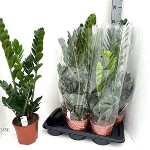 Zamioculcas Schnapch. von Uhr T17 H060