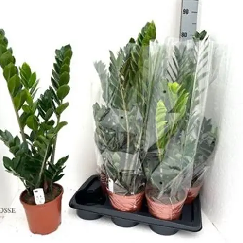 Zamioculcas Schnapch. von Uhr T17 H060