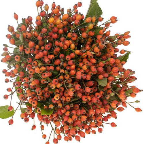 Hagebutte orange Miracle 35cm