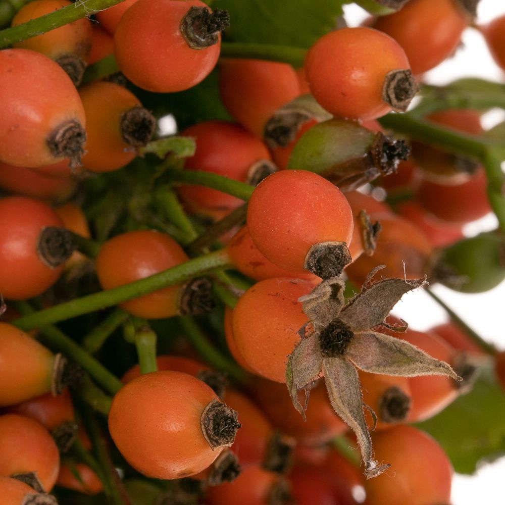 Hagebutte orange Miracle 35cm