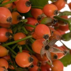 Hagebutte orange Miracle 35cm