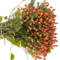 Hagebutte orange Miracle 35cm