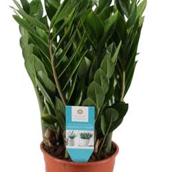 Zamioculcas 8+ T17 H55