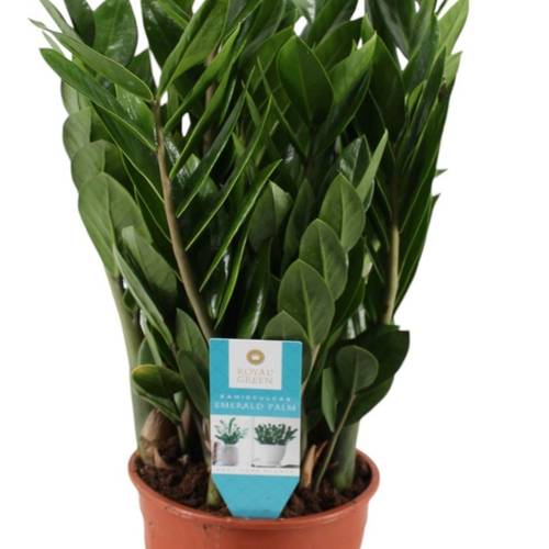 Zamioculcas 8+ T17 H55