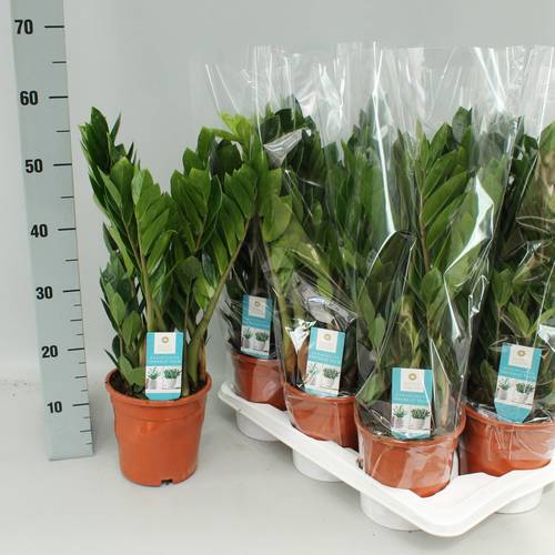 Zamioculcas 8+ T17 H55
