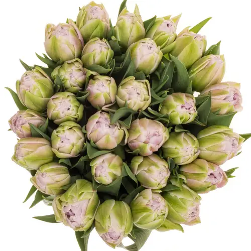 Tulpe lila/pink doppel Hashtag 36 Gramm