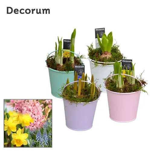 Zwiebel.Arr mix HL10563B T10 H018