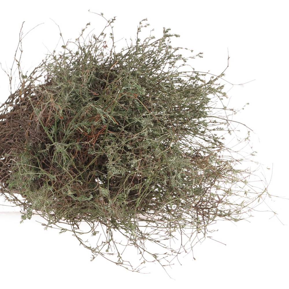Thymian Kraut Wild Gewachsen 60cm