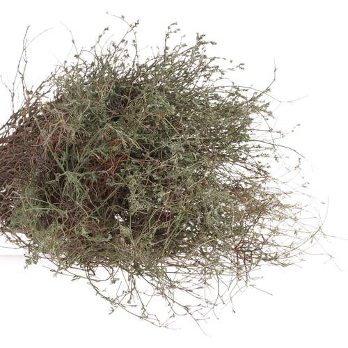 Thymian Kraut Wild Gewachsen 60cm