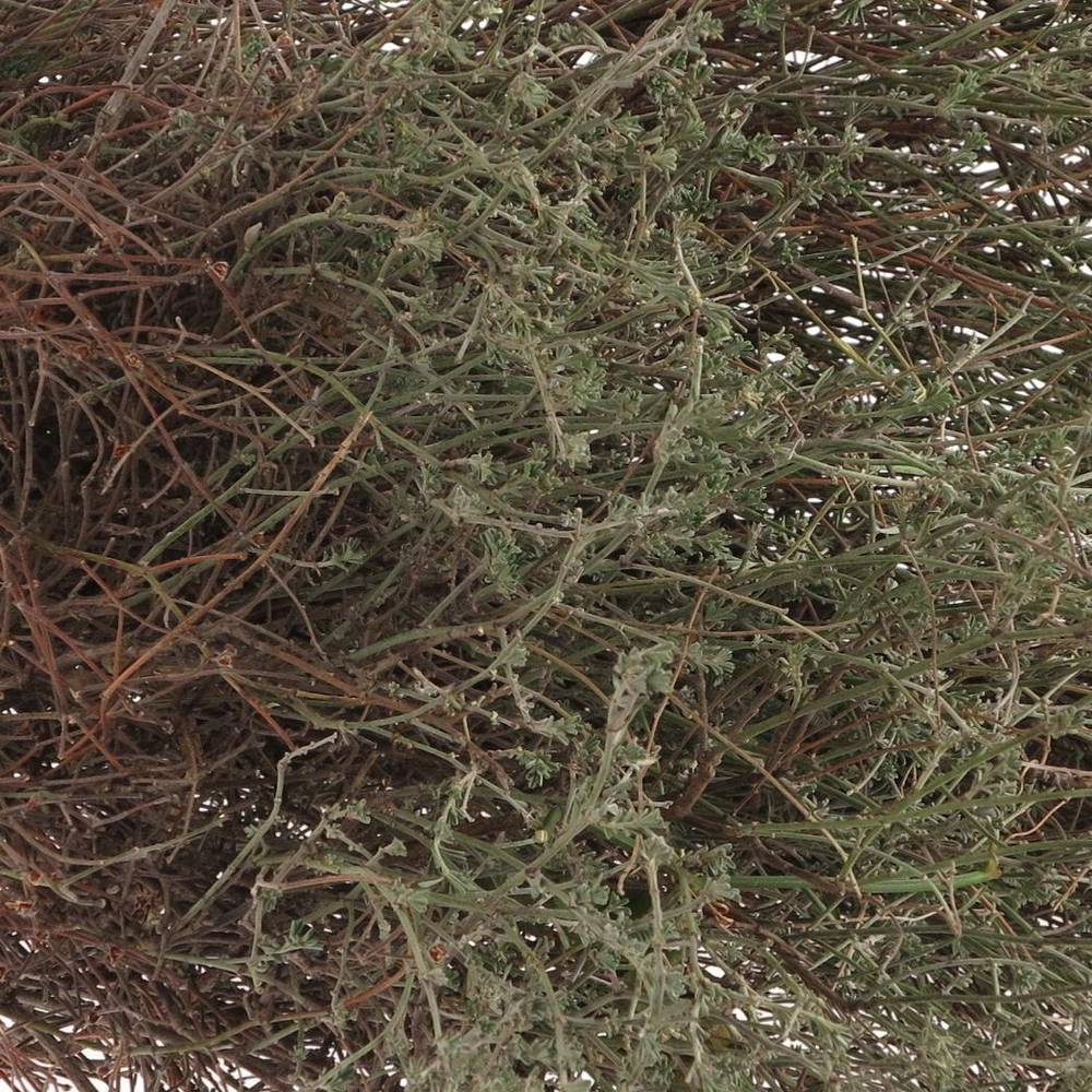 Thymian Kraut Wild Gewachsen 60cm