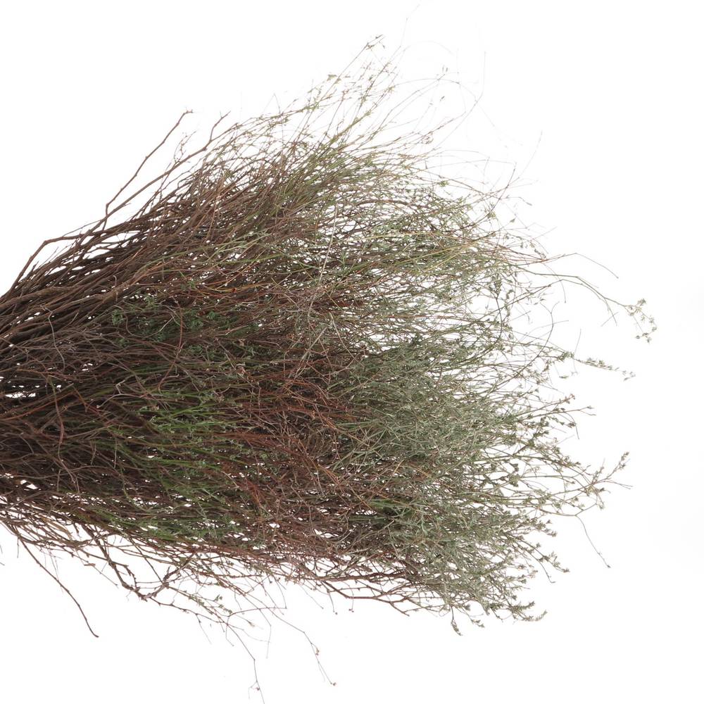 Thymian Kraut Wild Gewachsen 60cm