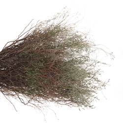 Thymian Kraut Wild Gewachsen 60cm