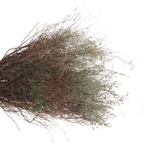 Thymian Kraut Wild Gewachsen 60cm