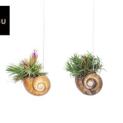 Tillandsia Shelly Hang mix T10 H030