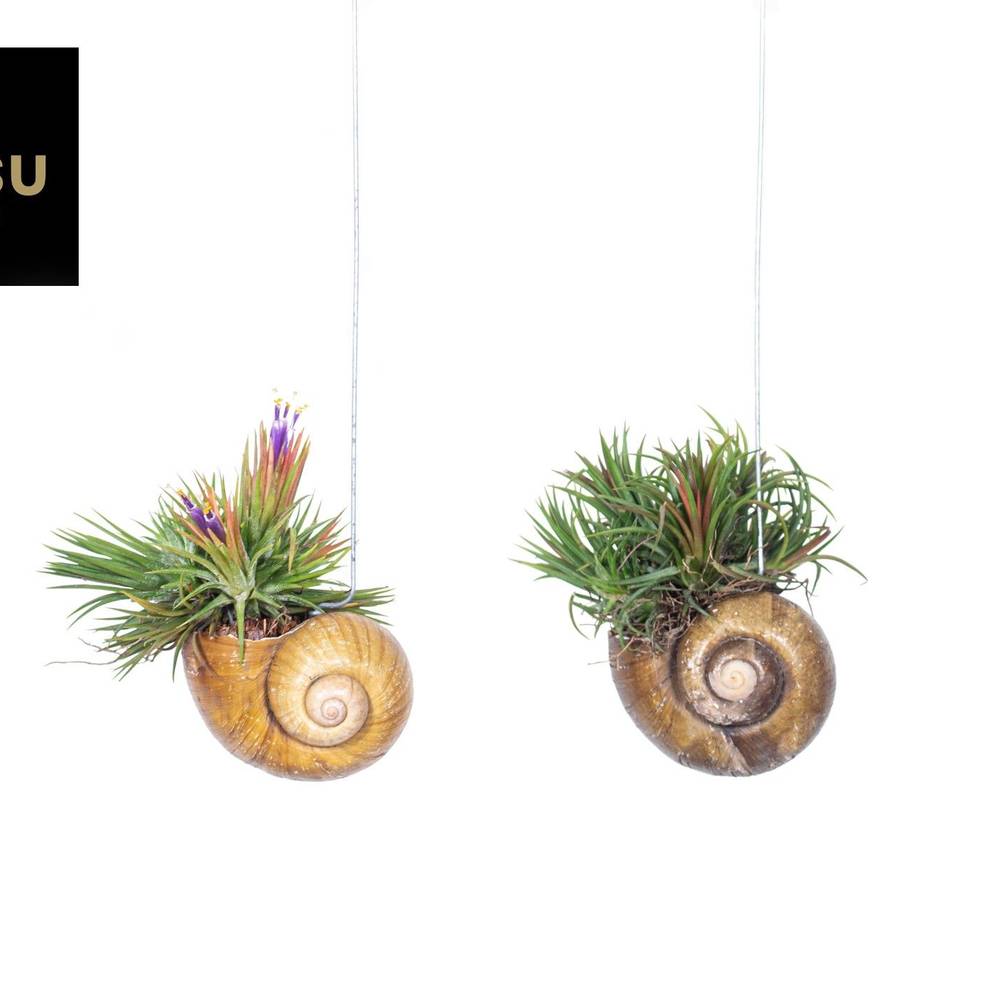 Tillandsia Shelly Hang mix T10 H030