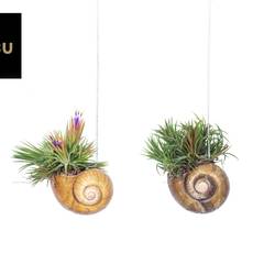 Tillandsia Shelly Hang mix T10 H030