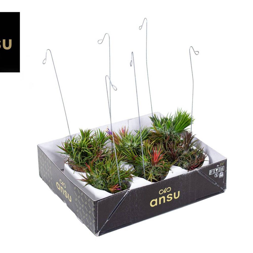 Tillandsia Shelly Hang mix T10 H030